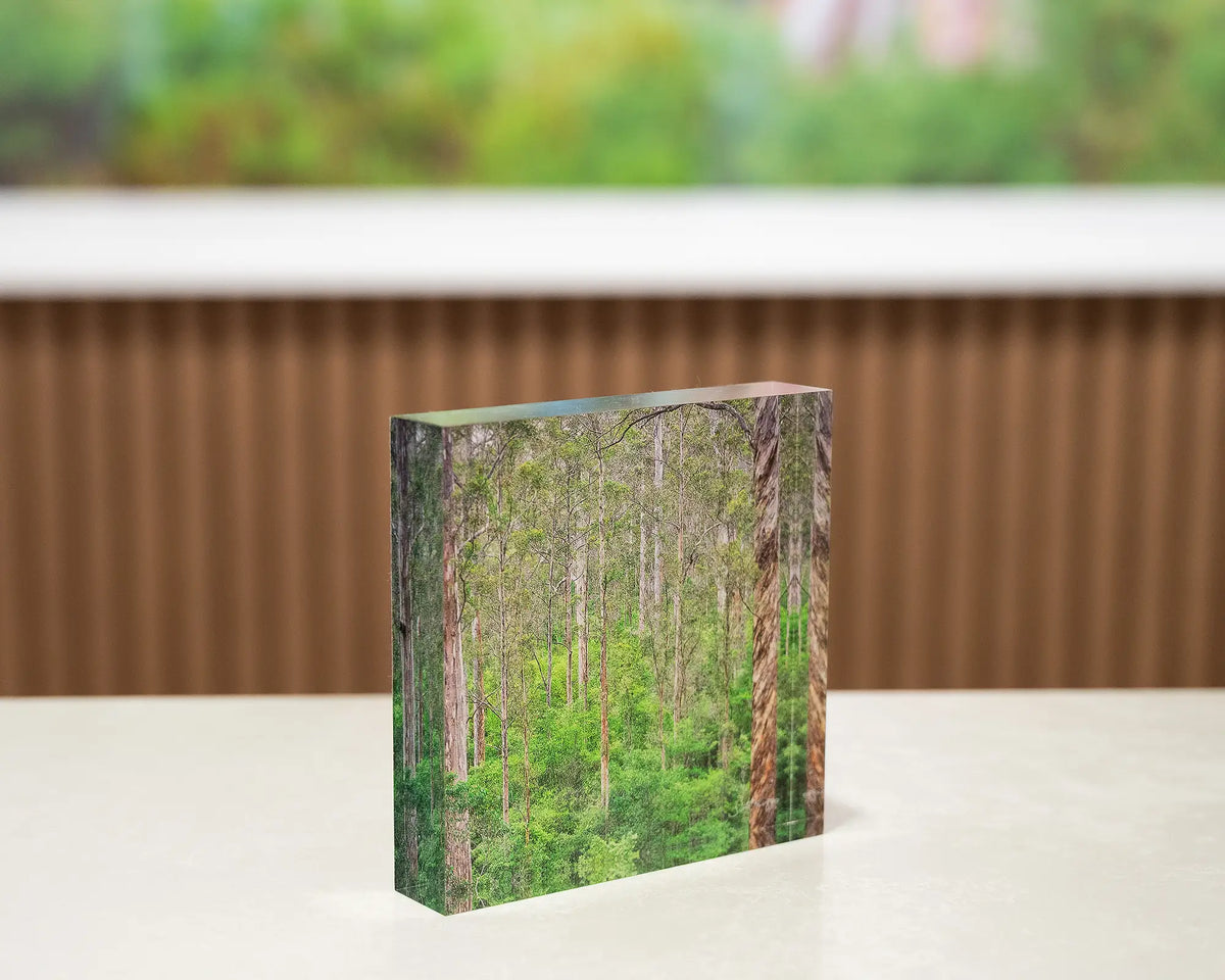 Aloft. Acrylic block of Karri Forest trees, Western Australia, on gallery desk with large tree artwork in background.