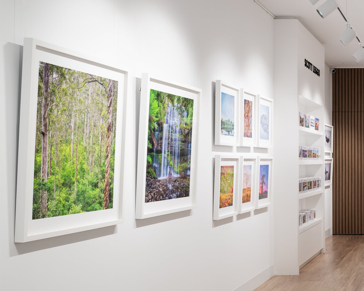 Aloft. Karri Forest Pemberton, Western Australia, on display in gallery.