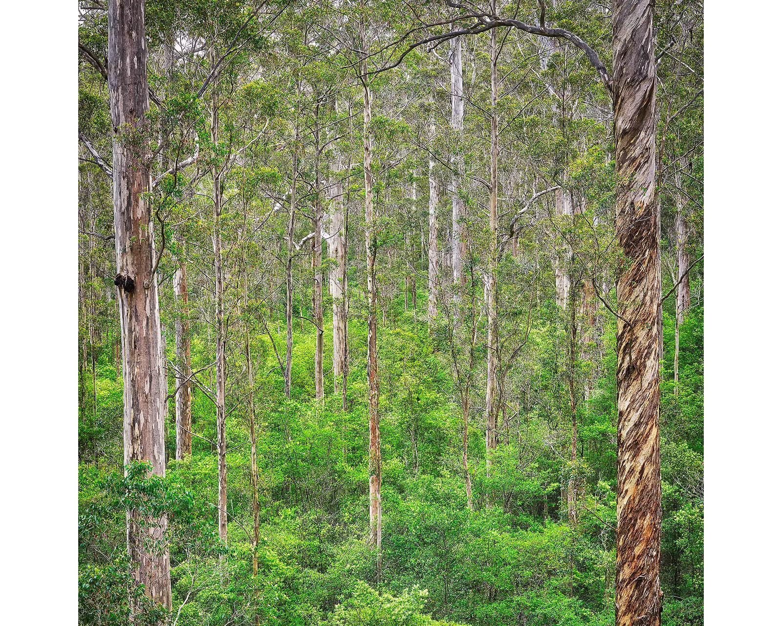 Aloft. Karri forest, Pemberton, Western Australia.