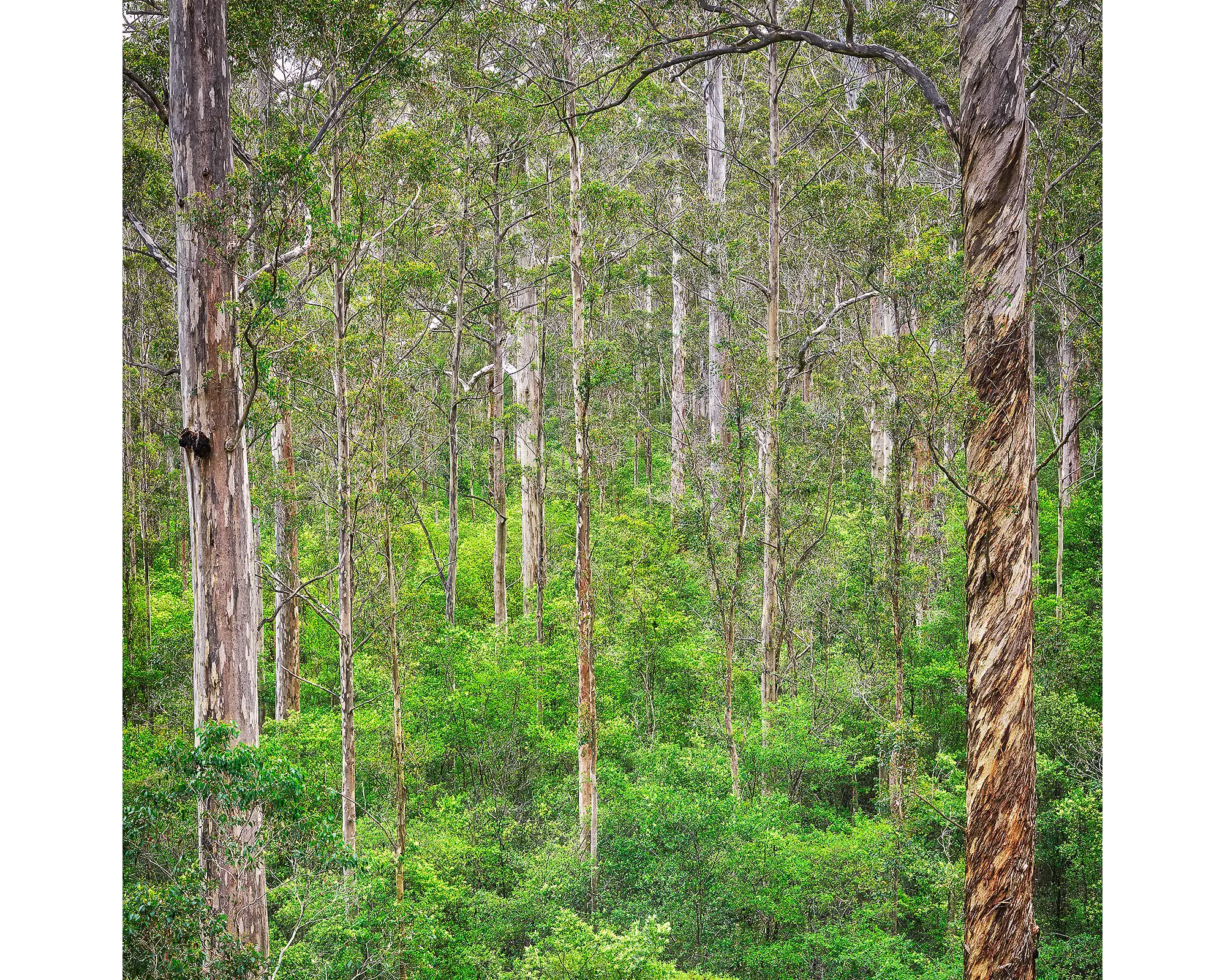 Karri forest, Pemberton, Western Australia.