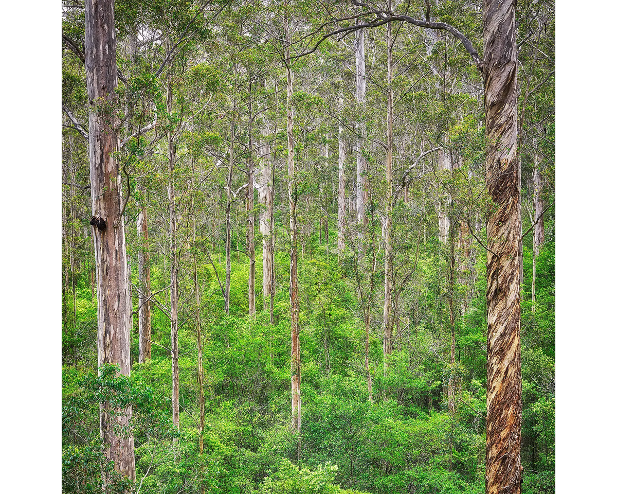 Karri forest trees in Pemberton, Western Australia.