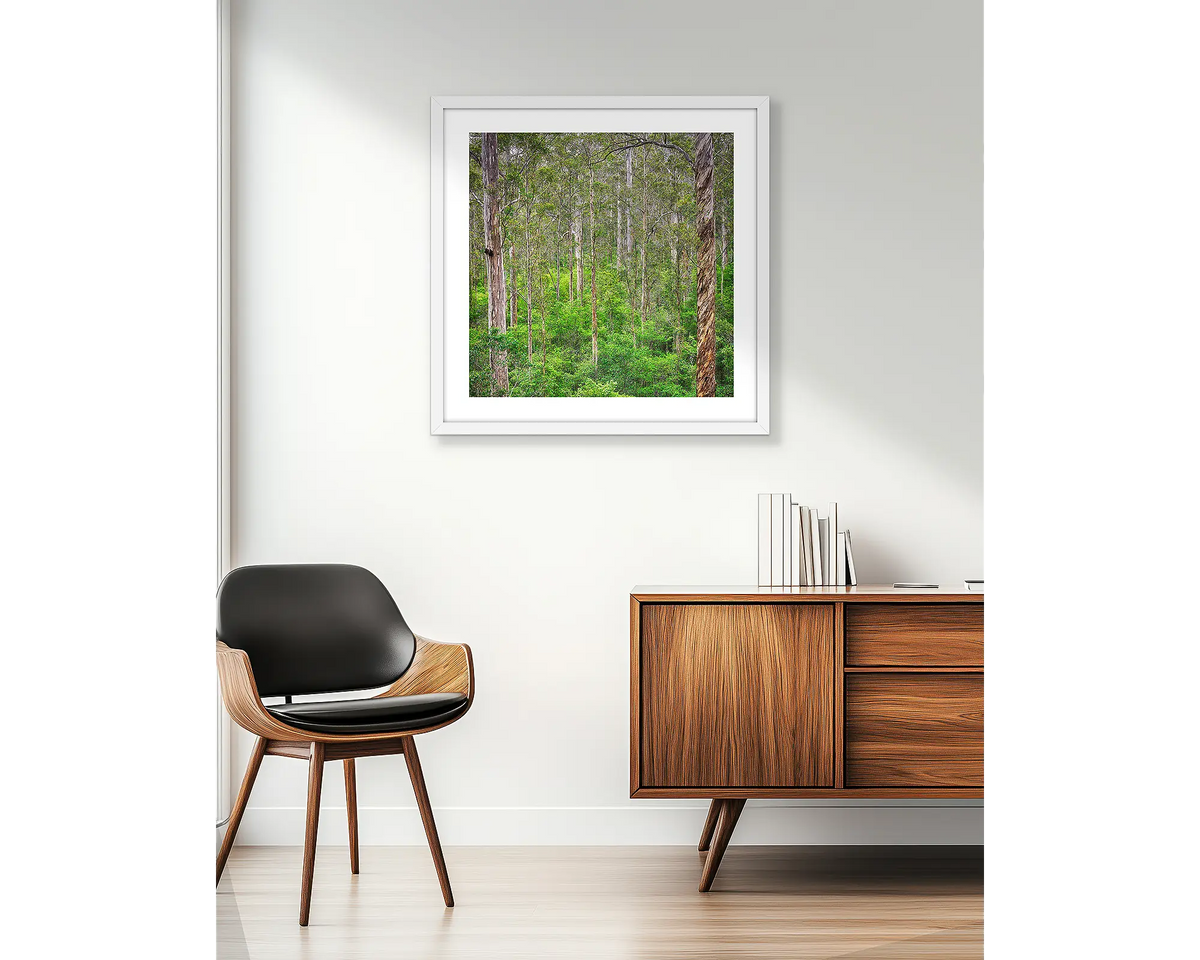 Aloft. Wall art print of a Karri forest, South West, W.A, framed in a white frame and hung beside an apartment window.