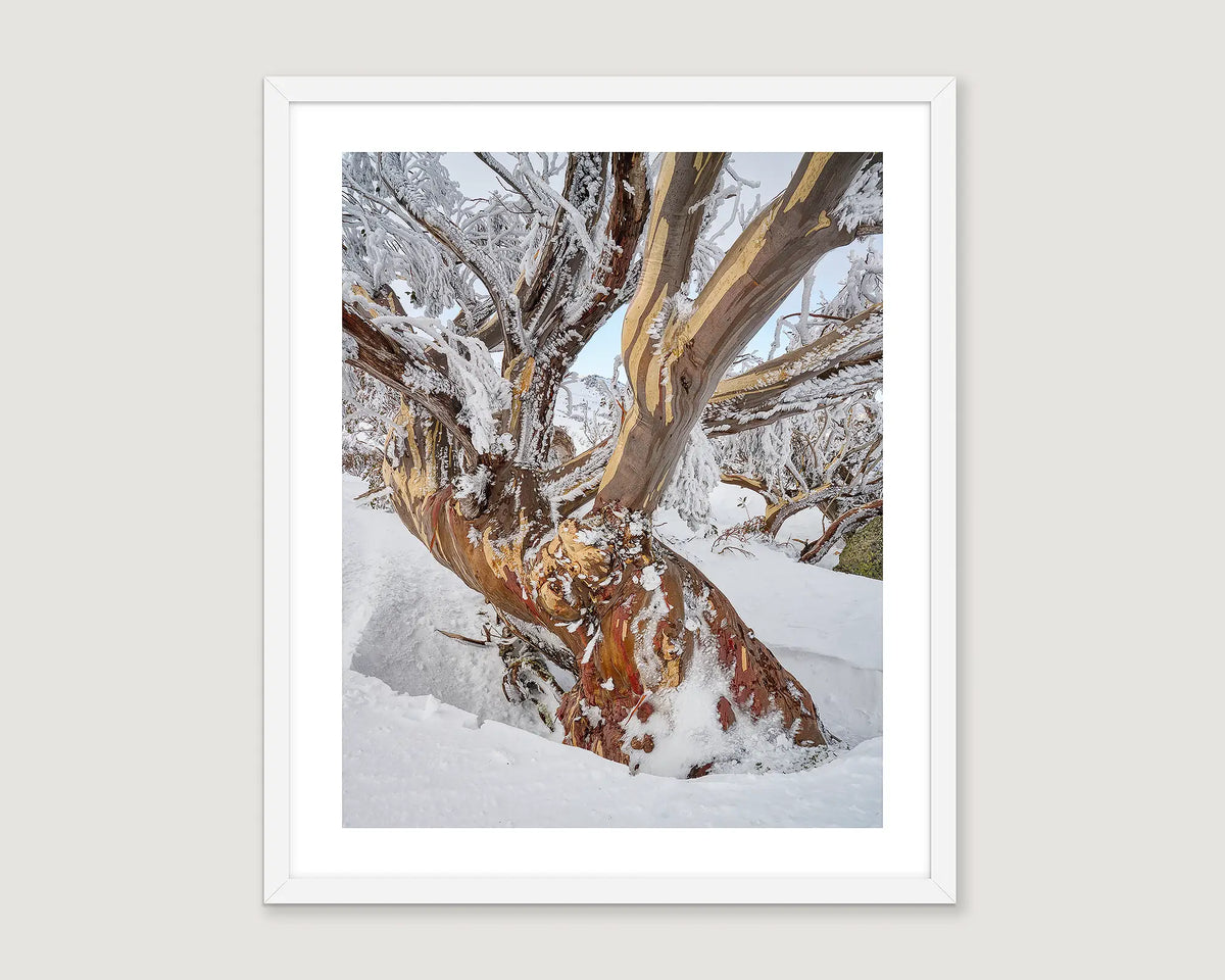 Framed photographic print of an ancient snow gum covered in ice and buried in snow in Kosciuszko National Park. 