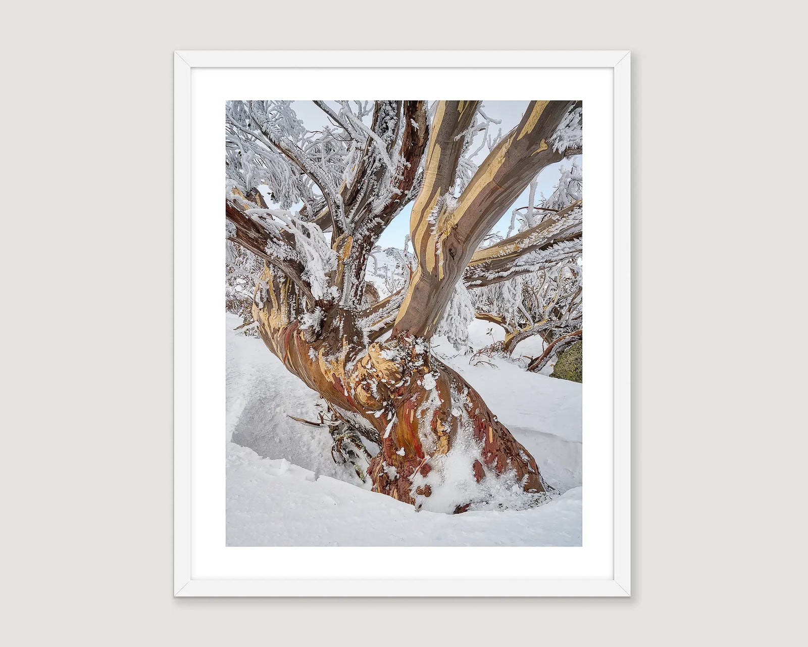 Framed photographic print of an ancient snow gum covered in ice and buried in snow in Kosciuszko National Park. 