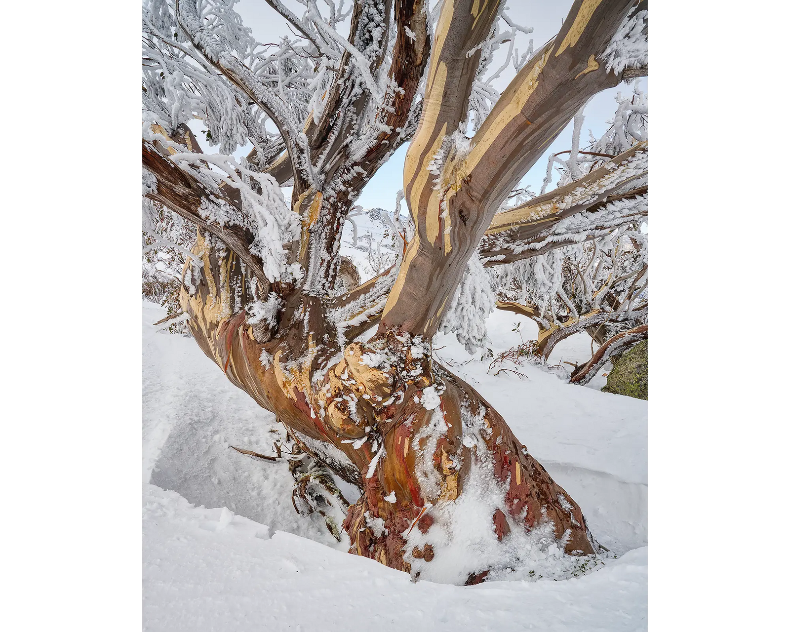 Alpine Legacy. Old snow gum with ice and snow, Kosciuszko National Park.