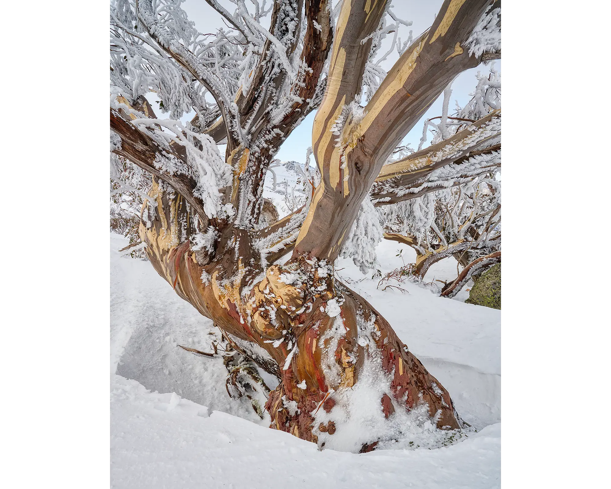 Alpine Legacy. Old snow gum with ice and snow, Kosciuszko National Park.