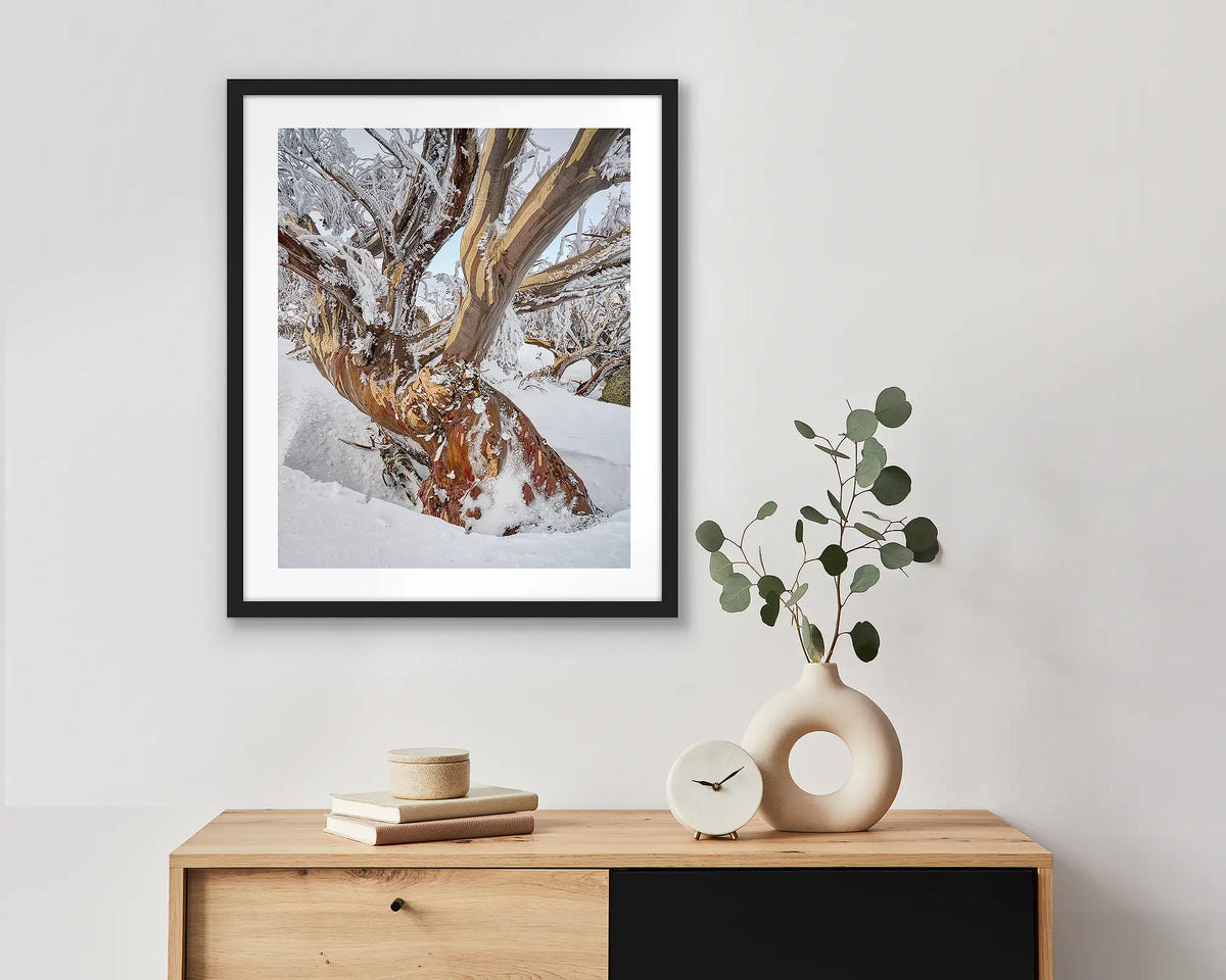 Alpine Legacy. Wall art print of an old snow gum with ice and snow, framed in a black frame and hung above a small wooden side table. 