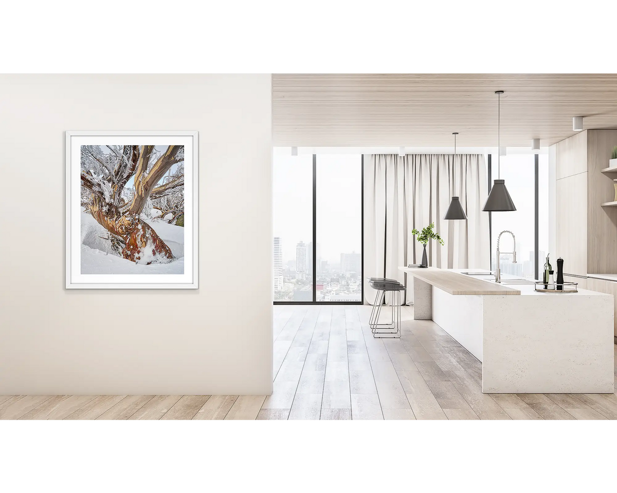 Alpine Legacy. Wall art print of an old snow gum with ice and snow, framed in a white frame and hung outside a kitchen. 