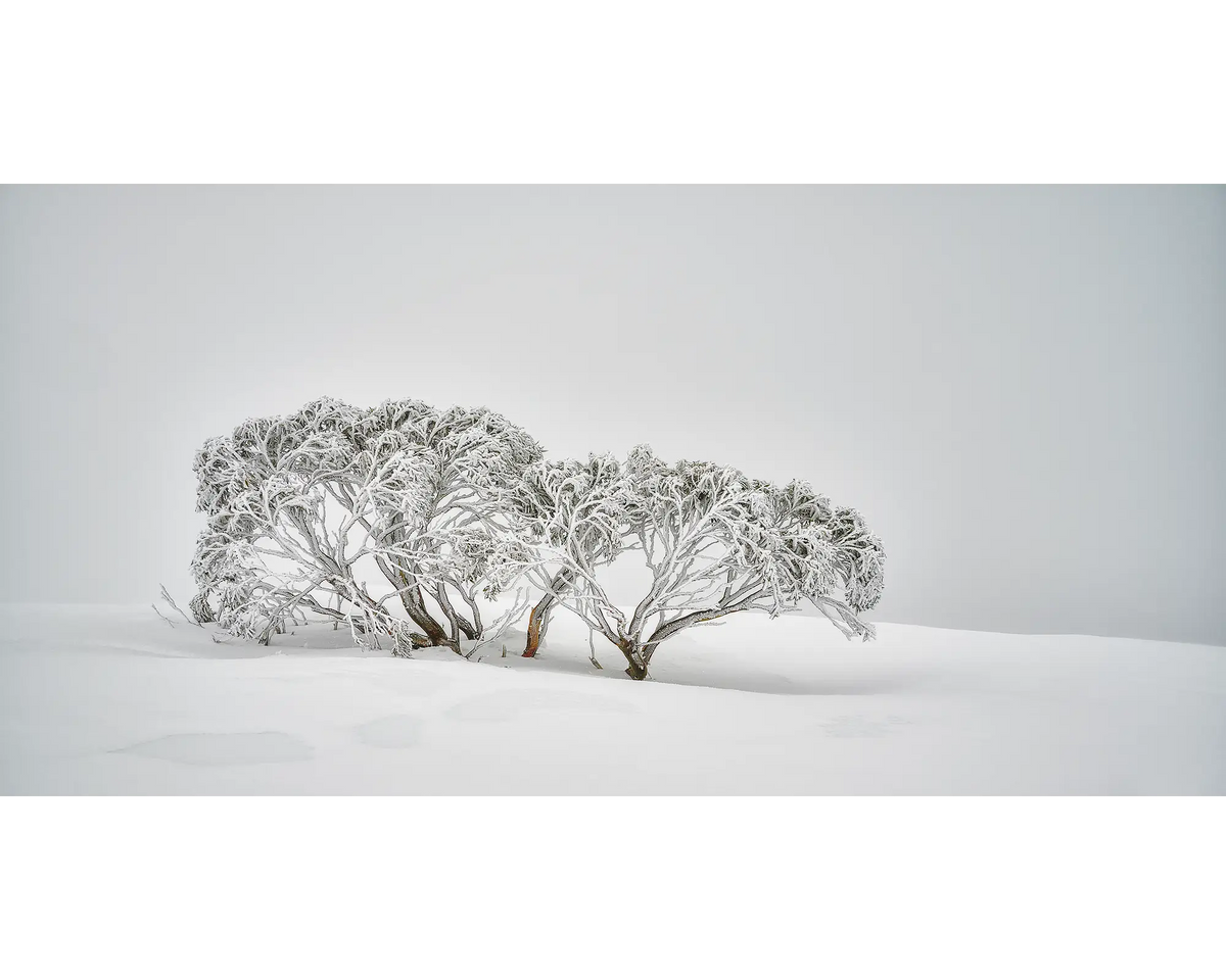 Snow gum covered in snow at Mount Hotham