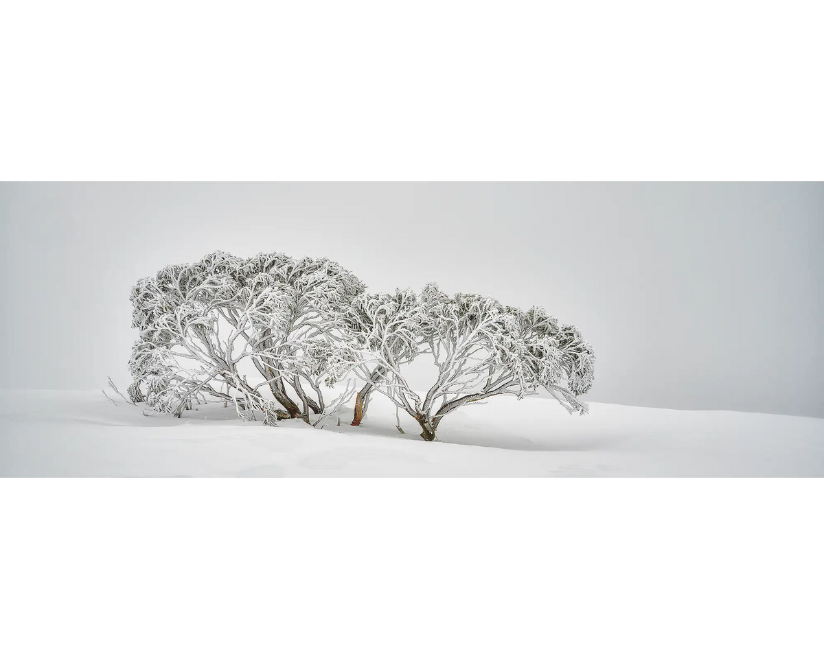 Snow Gum covered in snow at Mount Hotham.