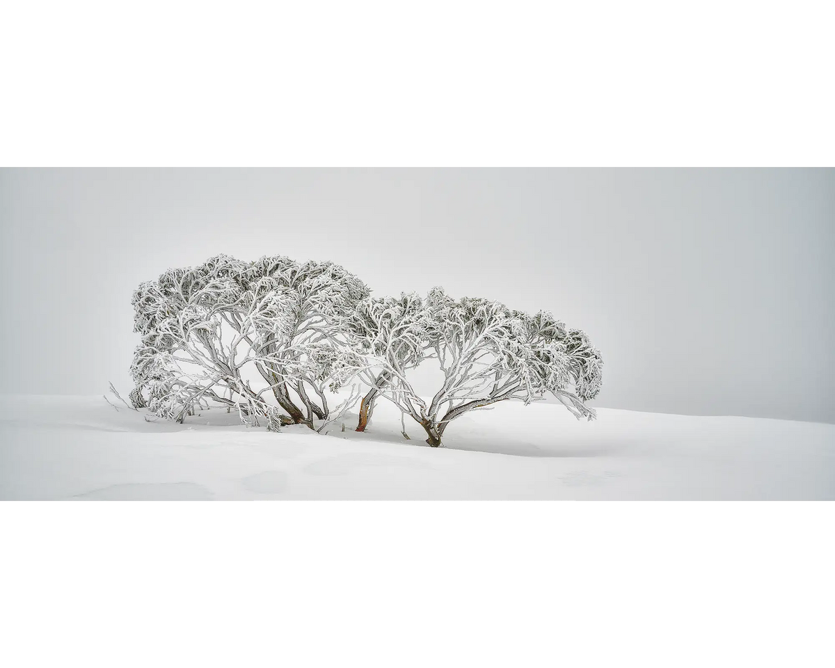 Snow Gum covered in snow, surrounded by fog, on Mount Hotham.