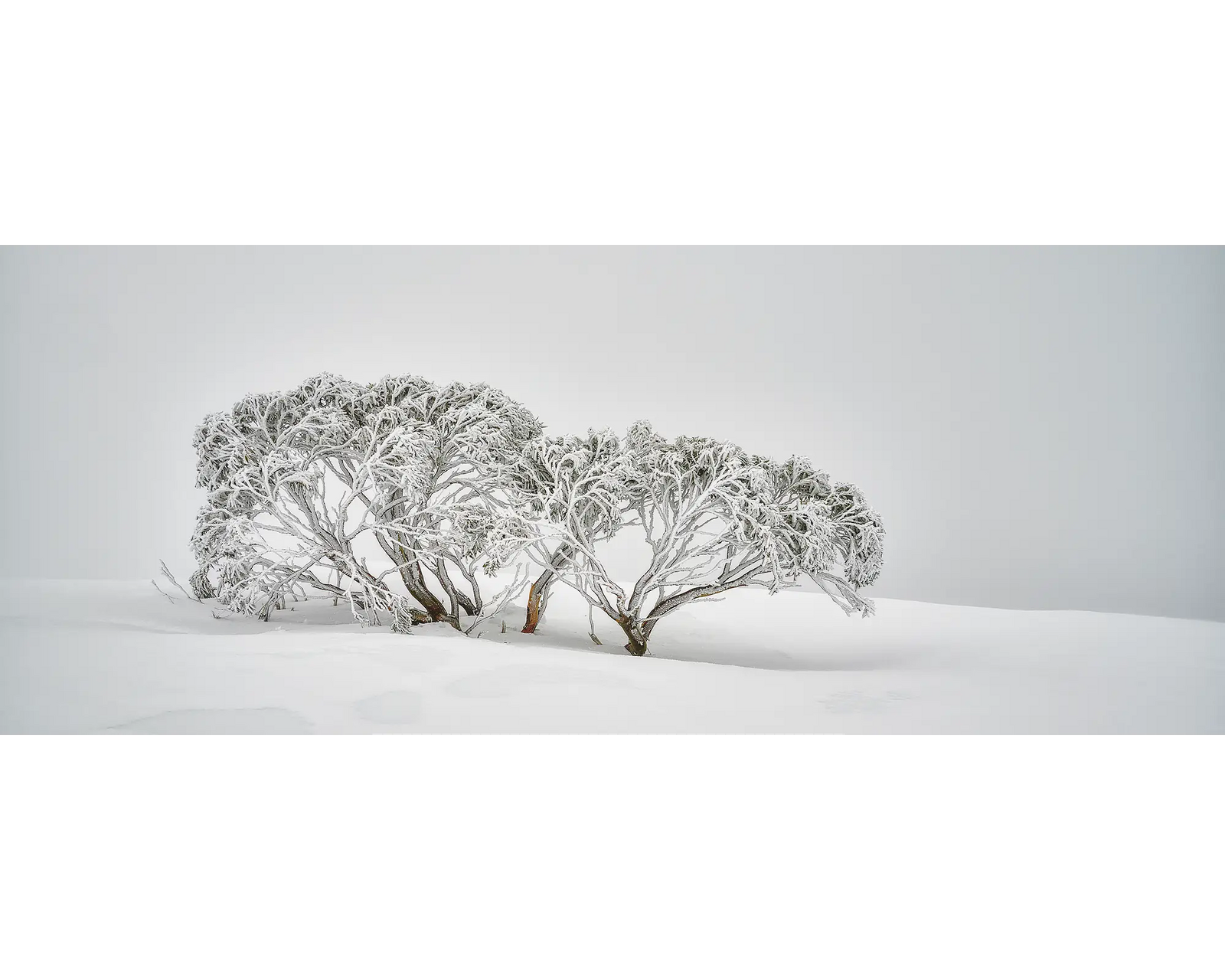 Alpine Spirit. Snow gum covered in snow, surrounded by fog, on Mount Hotham.