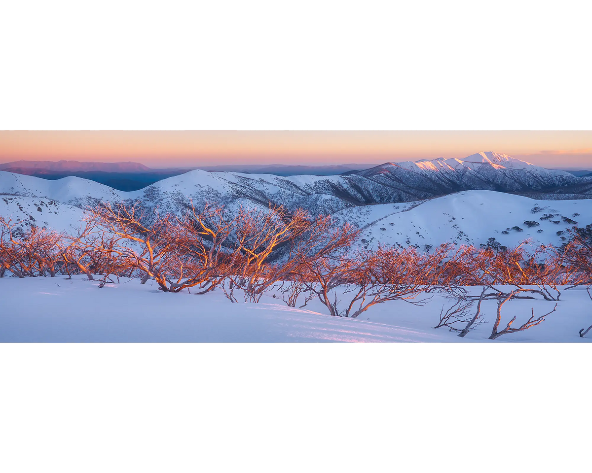Sunrise over Mount Feathertop and the Razorback with snow gums in the foreground. 