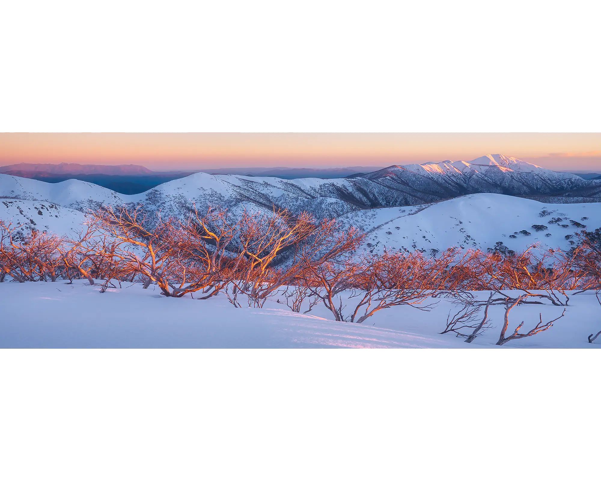 Sunrise over Mount Feathertop and the Razorback with snow gums in the foreground. 