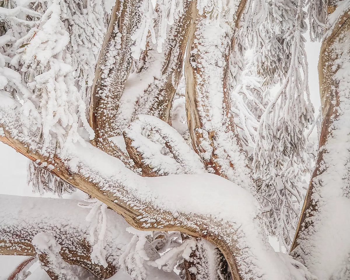 Alpine Survivor. Close-up of central image of snow covered snow gum in Alpine National Park, Victoria.