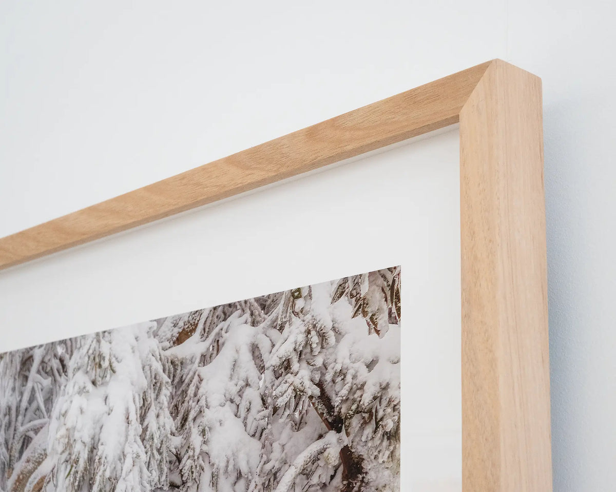 Alpine Survivor. Corner of wall art print with Tasmanian oak frame of snow covered snow gum, Alpine National Park, Victoria.