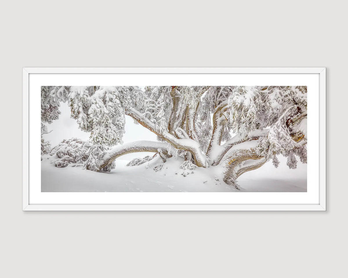 Framed photographic wall art print of a snow gum with branches burdened by snow and ice in the Alpine National Park. 