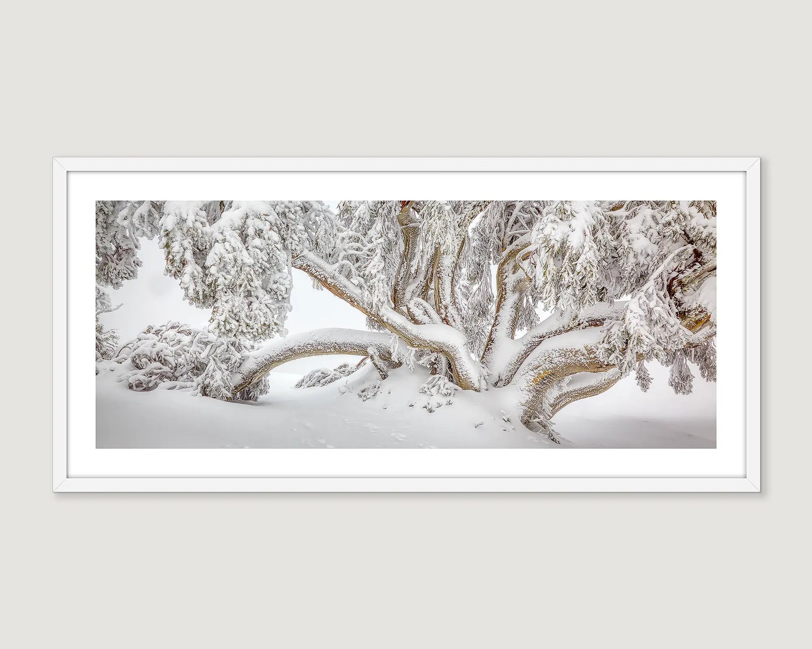 Framed photographic wall art print of a snow gum with branches burdened by snow and ice in the Alpine National Park. 