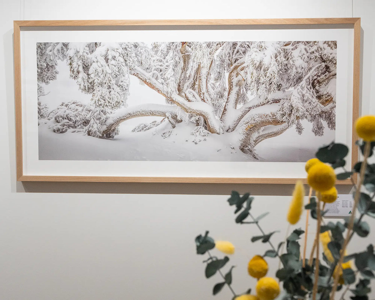 Alpine Survivor. Snow covered gum Alpine National Park Victoria, with flowers in foreground.