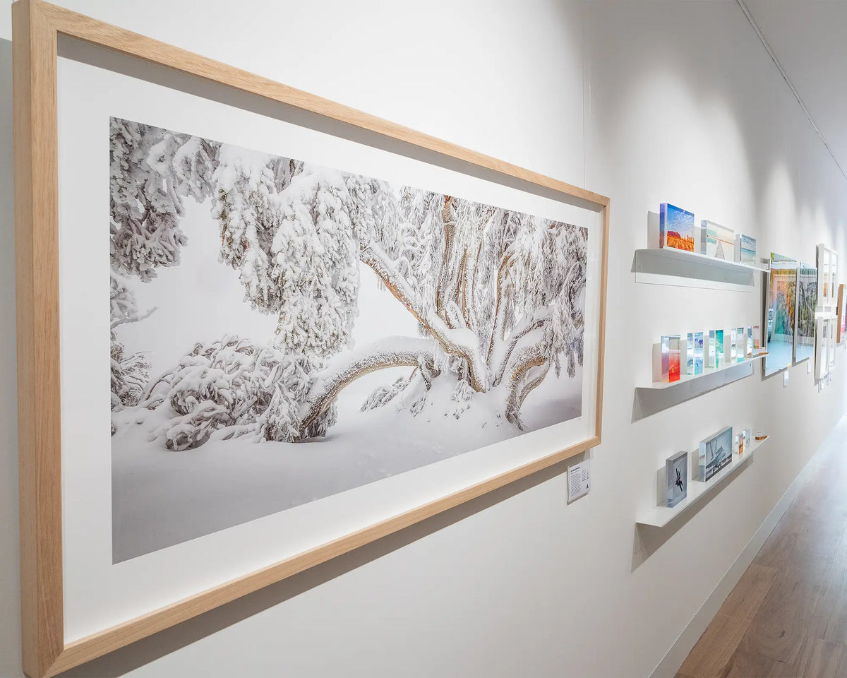 Alpine Survivor. Snow covered gum tree wall art with timber frame hanging in gallery with acrylic block selection.