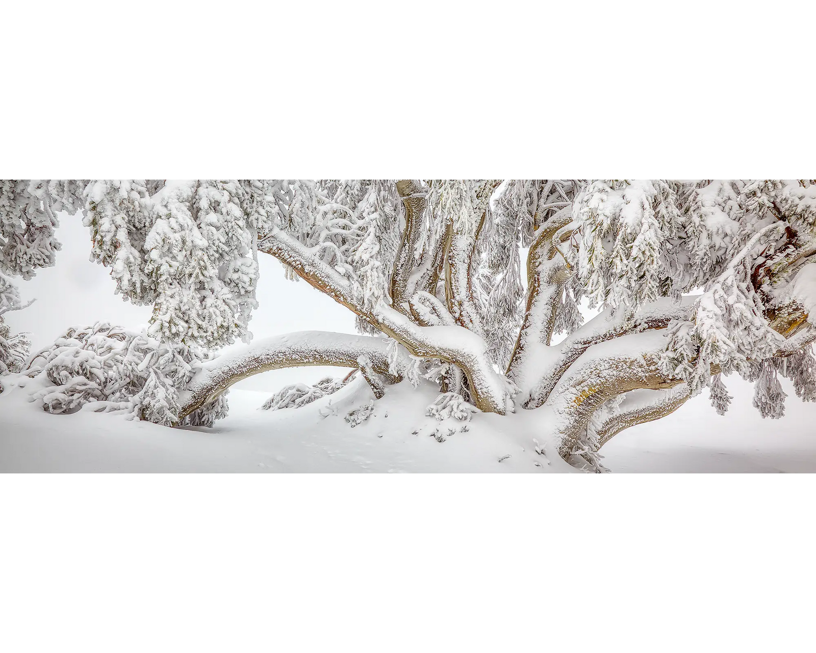 Snow gum covered in snow in the Alpine National Park, Victoria 