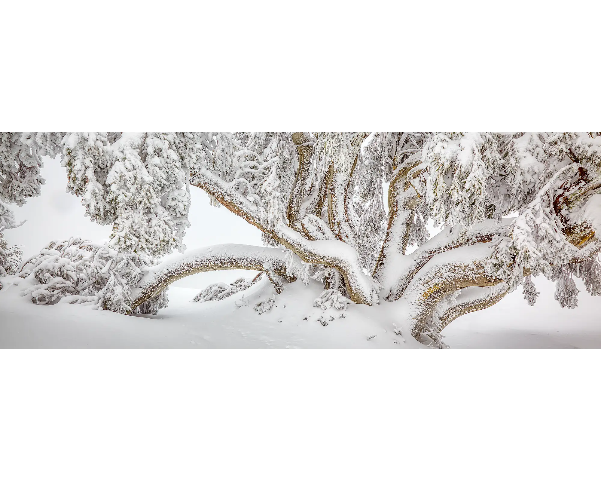 Snow gum covered in snow in the Alpine National Park, Victoria 