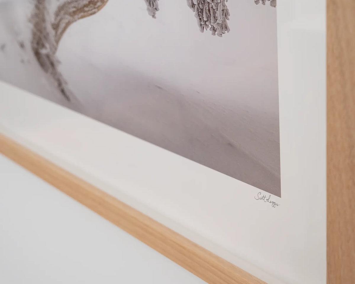 Alpine Survivor. Snow gum covered in snow Alpine National Park Victoria, corner close-up of wall art with Tasmanian oak frame.