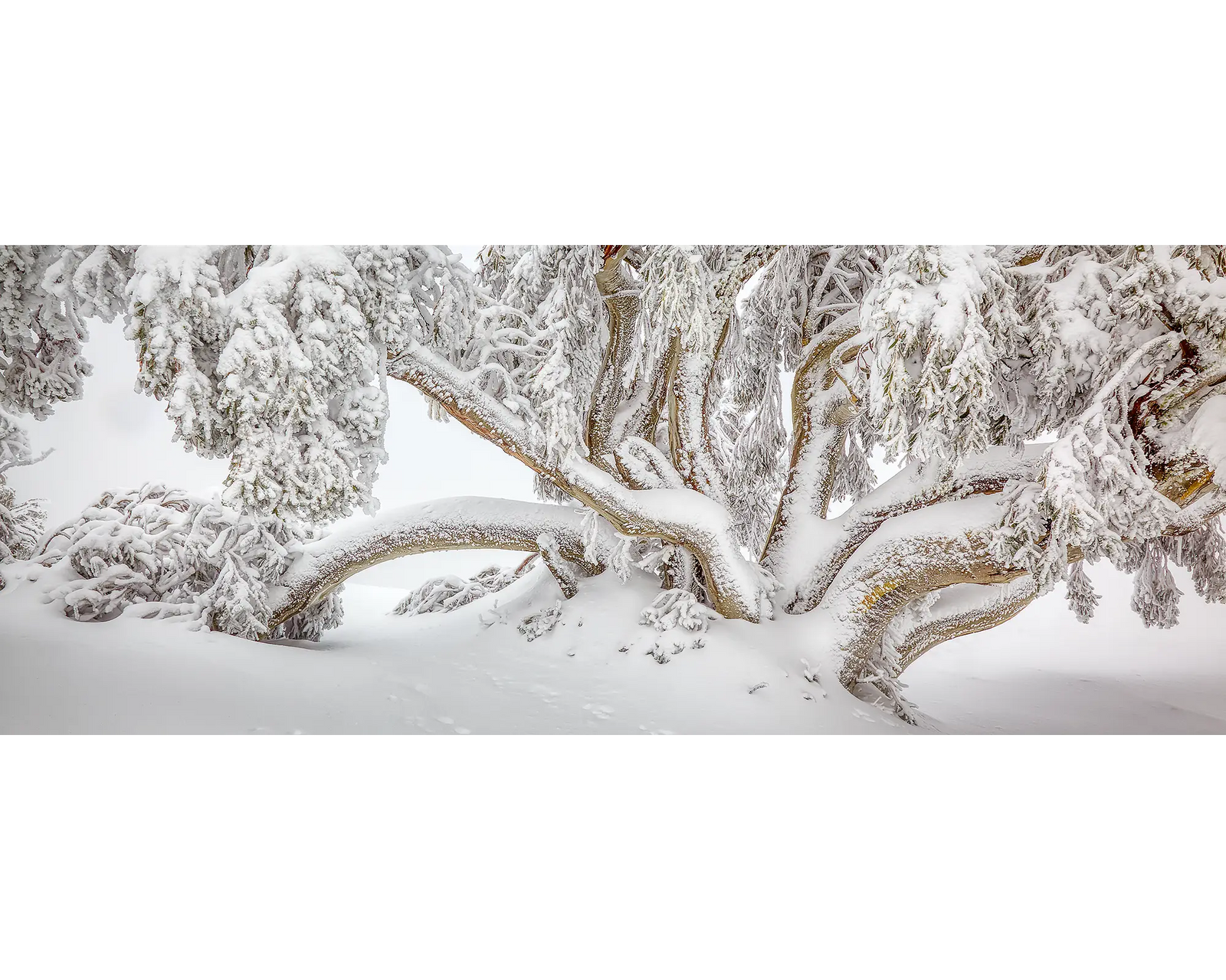 Alpine Survivor. Snow gum covered in snow, in the Alpine National Park, Victoria. 