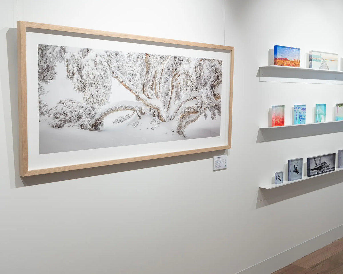 Alpine Survivor. Snow gum covered in snow, Alpine National Park, with timber frame, hung in gallery next to acrylic block display
