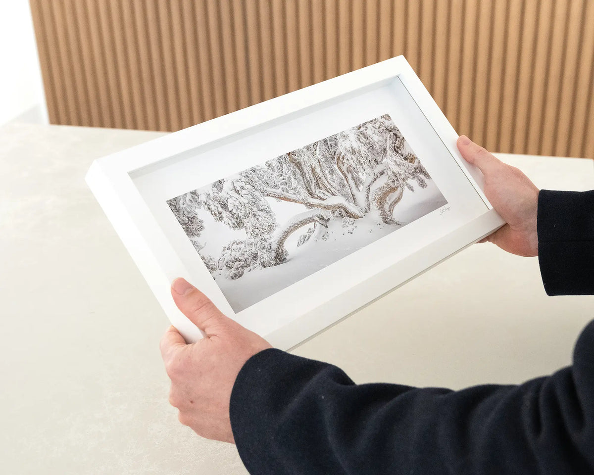 Alpine Survivor. Snow gum covered in snow small framed print with white frame being hand held.