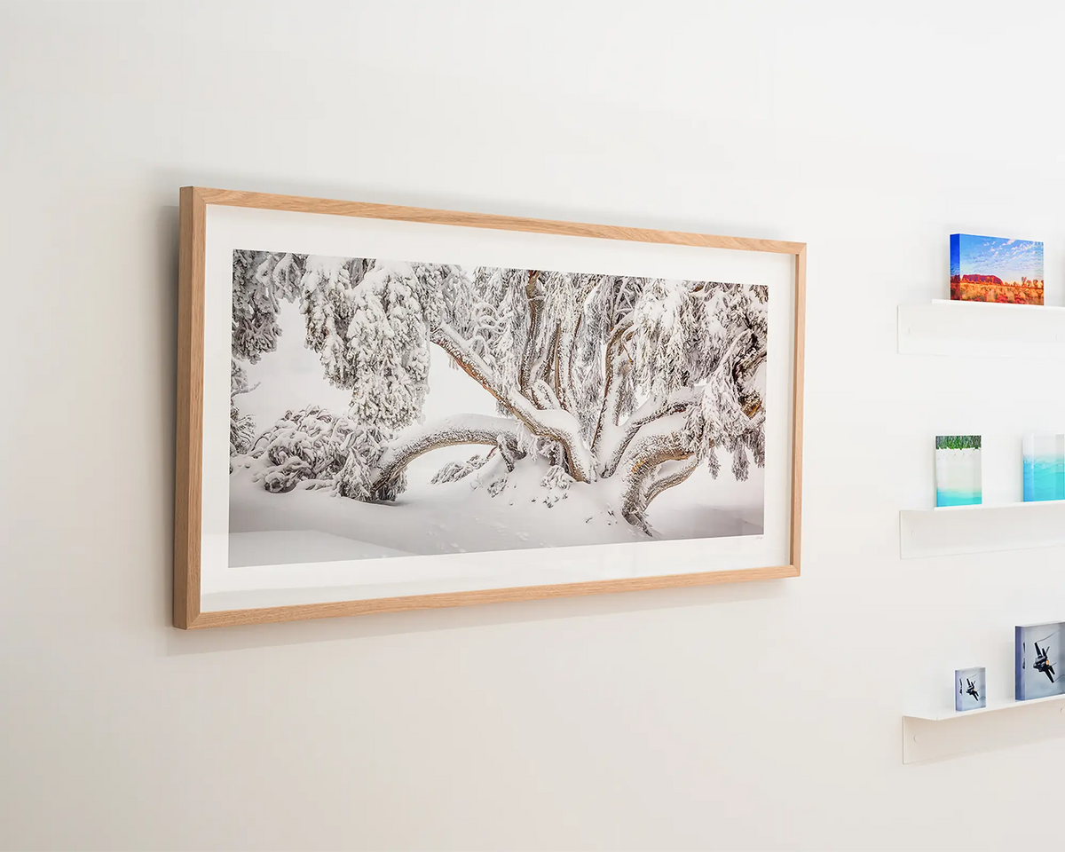 Alpine Survivor. Snow gum covered in snow. Wall art hanging in gallery.