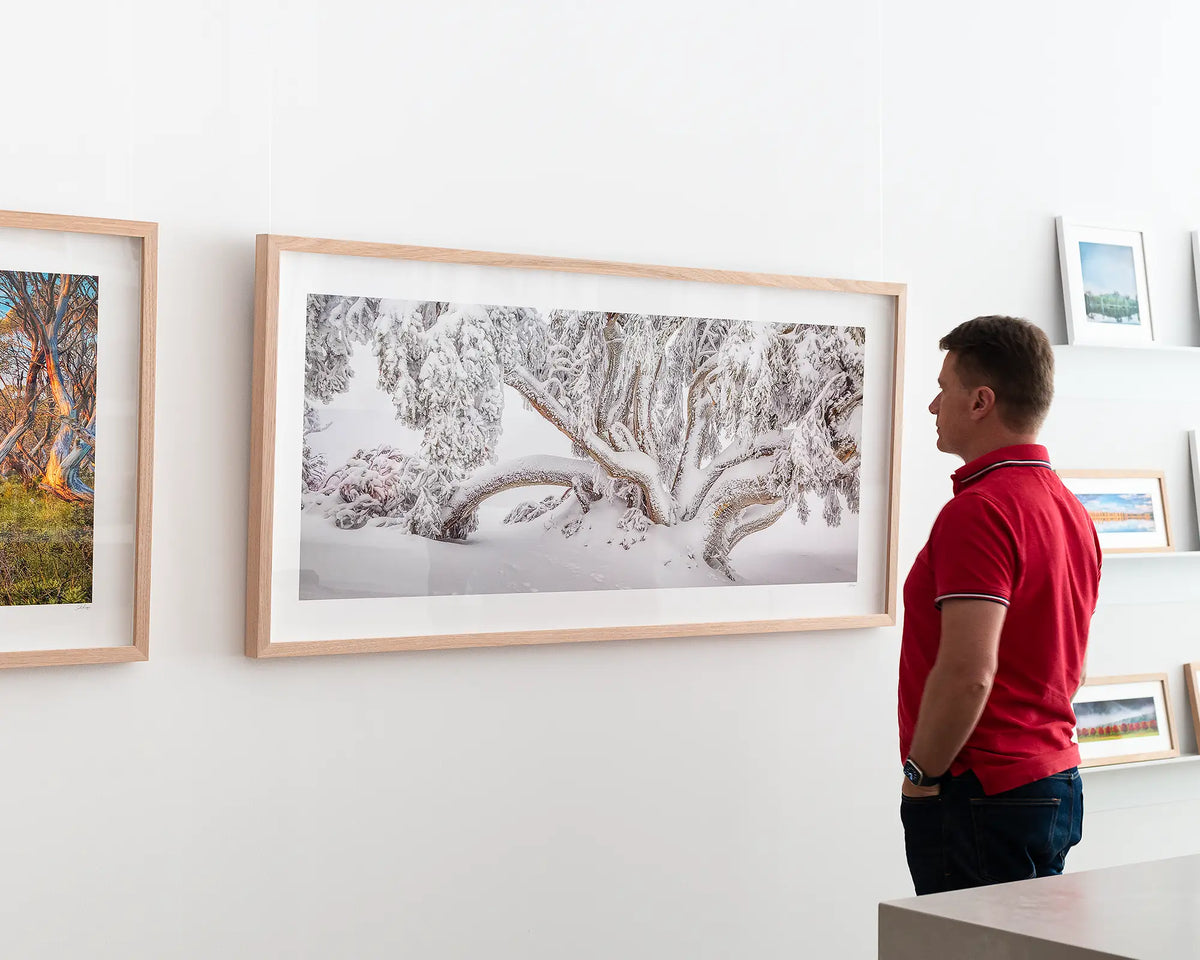 Alpine Survivor. Snow gum covered in snow wall art on gallery wall with person looking at frame.