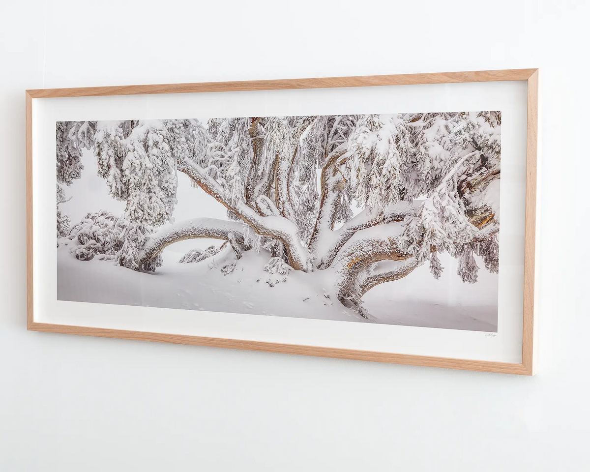 Alpine Survivor. Snow gum covered in snow - wall art hanging on Scott Leggo Gallery wall.