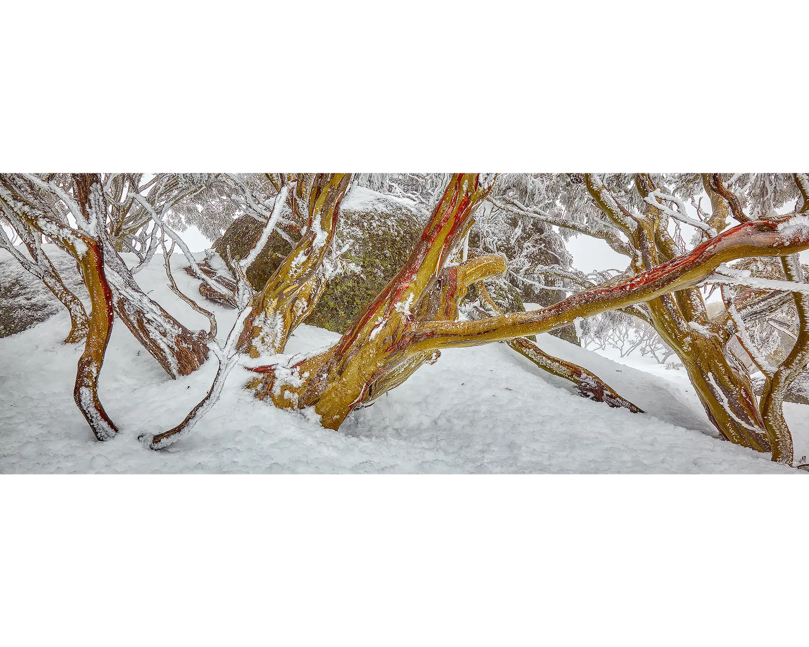 Amongst The Snow Gums. 1000 piece jigsaw puzzle front of box.