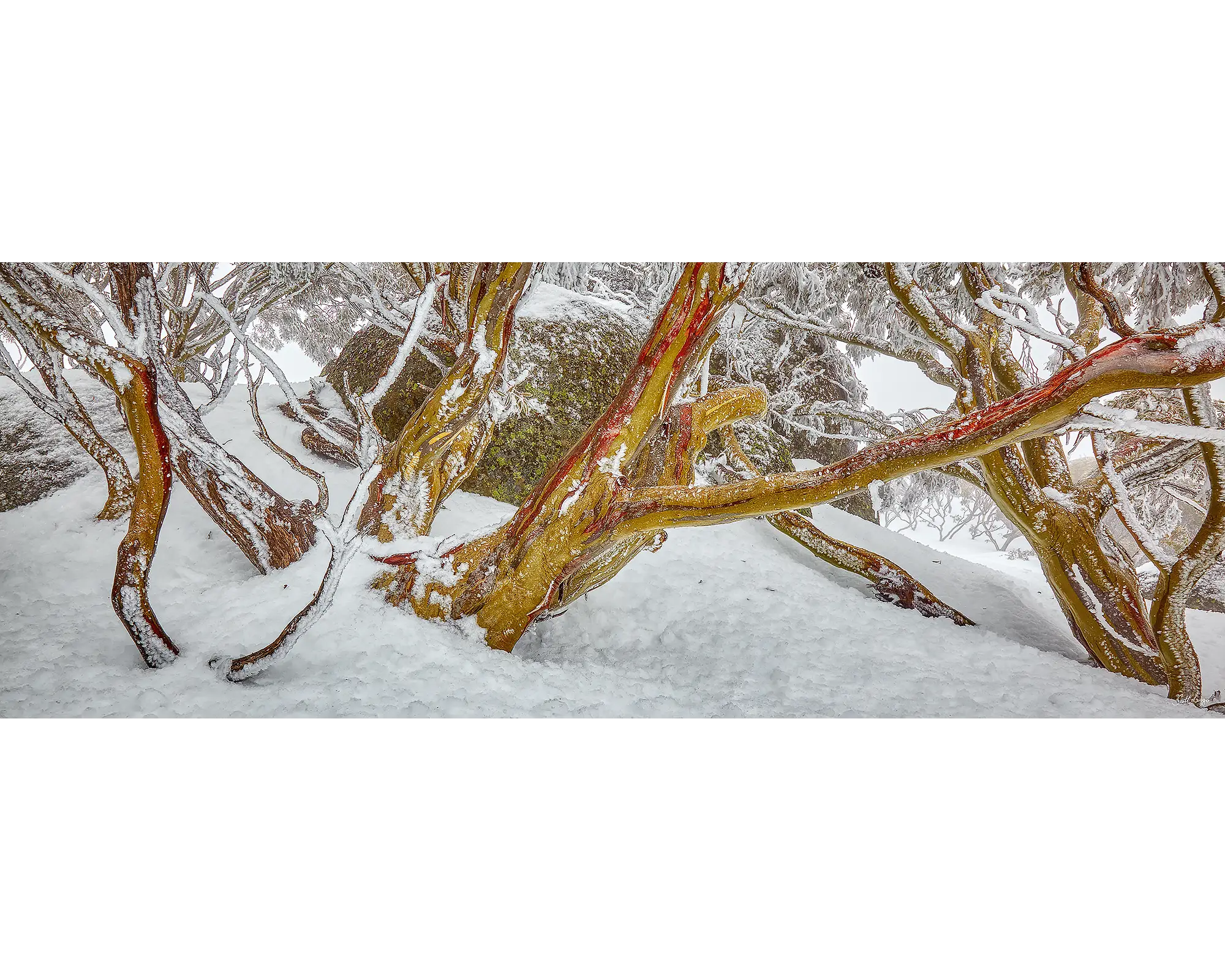 Amongst The Snow Gums 1000 piece jigsaw puzzle reference image.