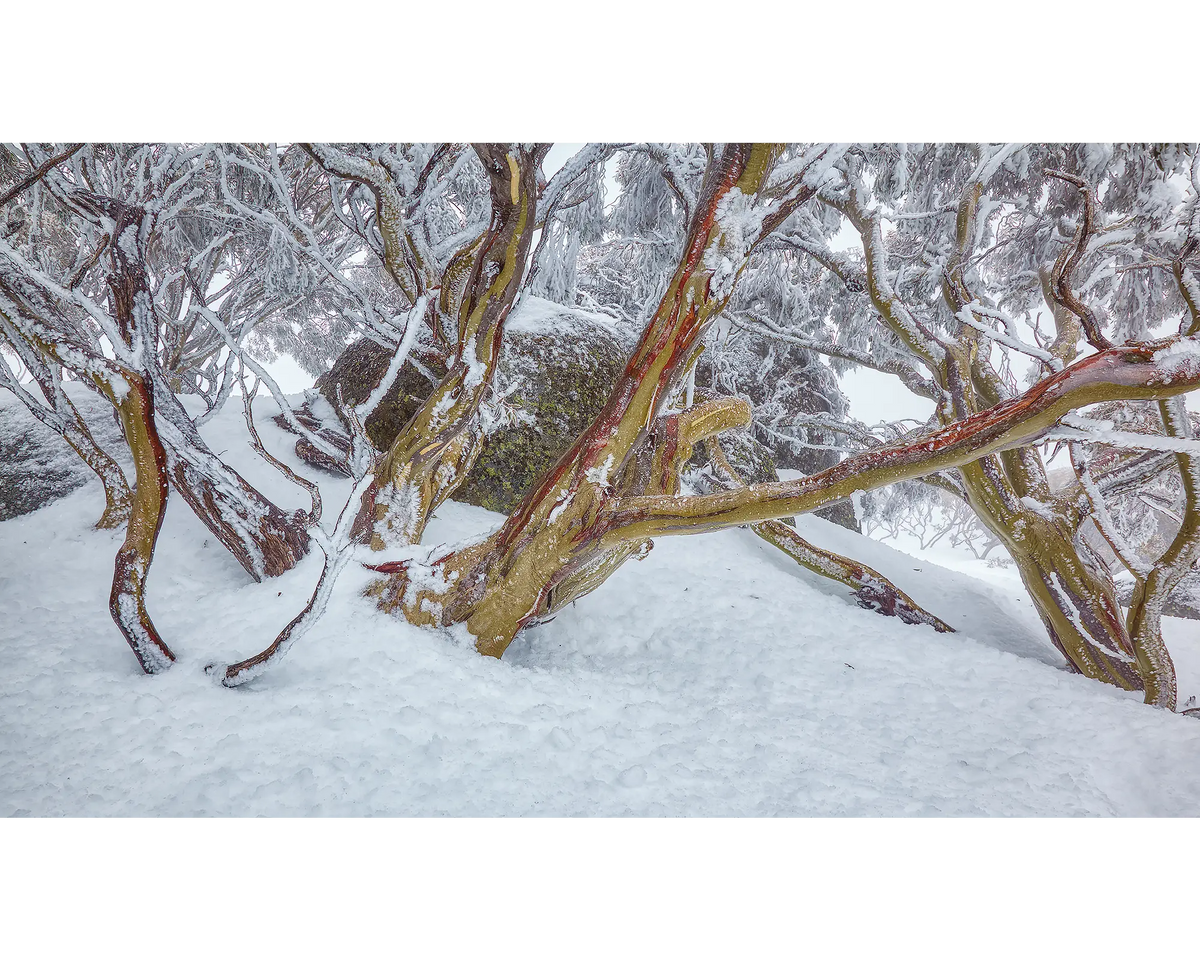 Amongst The Snow Gums. Ice covered snow gums, Kosciuszko National Park.
