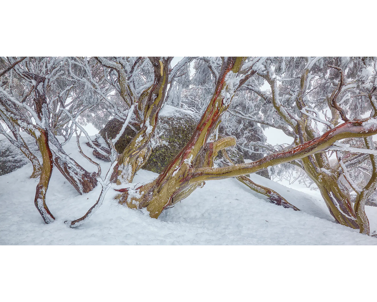 Iced covered snow gums.