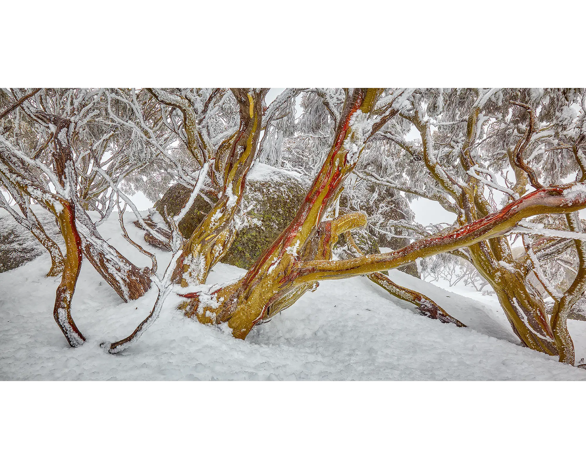 Amongst The Snow Gums - covered in snow, Rams Head Range, Kosciuszko National Park.