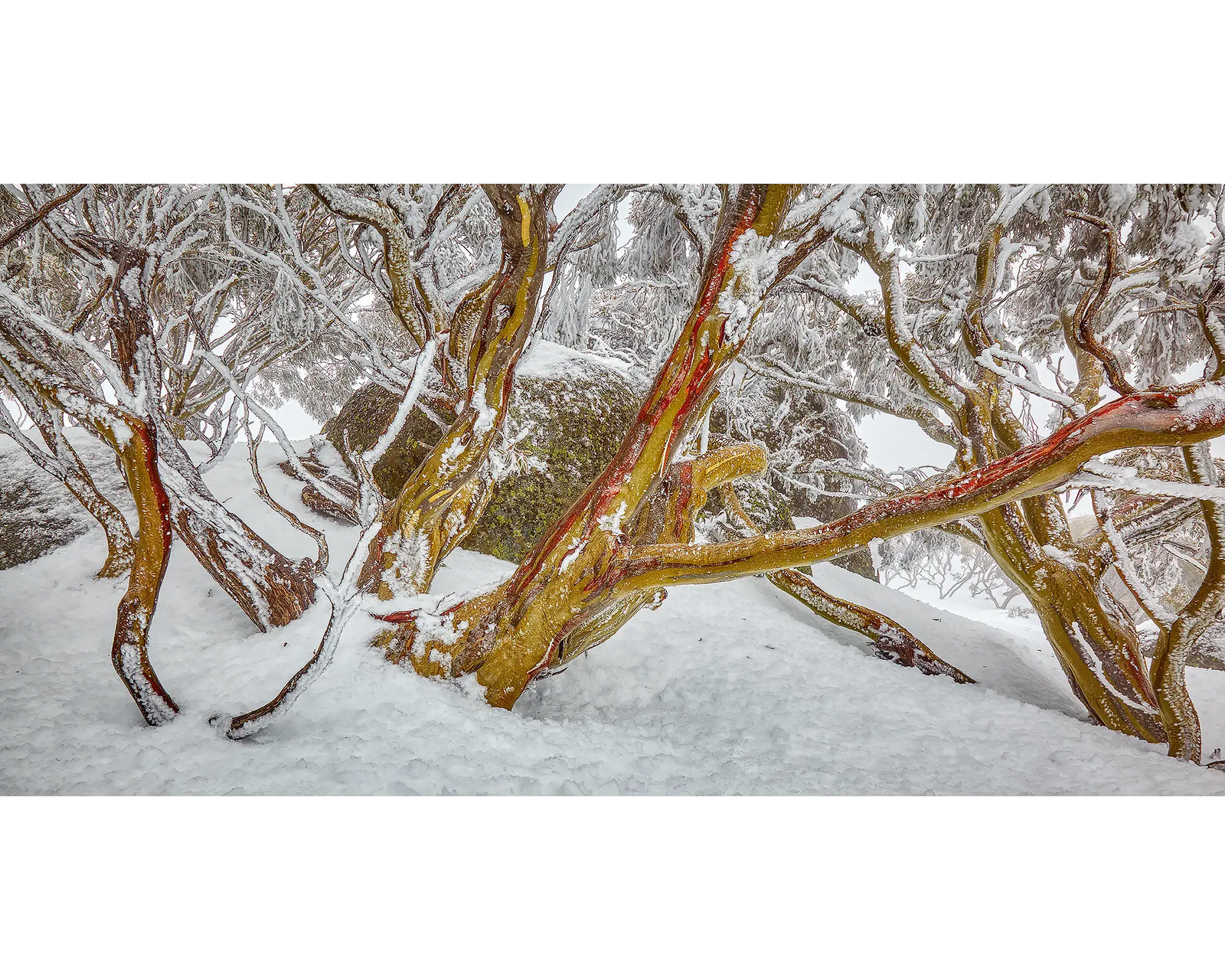 Amongst the Snow Gums. Snow gums, Rams Head Range, Kosciuszko National Park.
