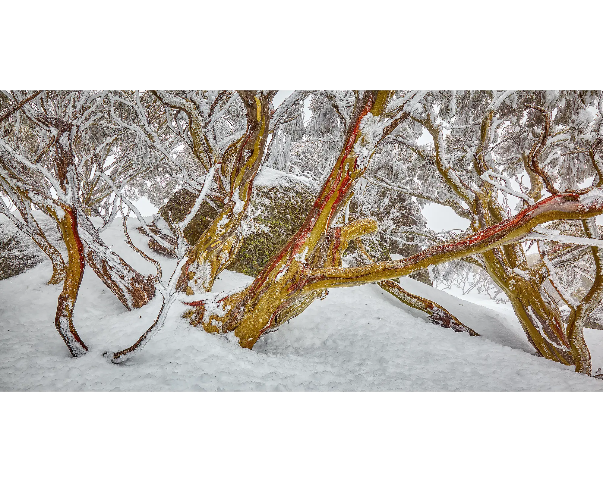 Amongst The Snow Gums - covered in snow, Rams Head Range, Kosciuszko National Park.