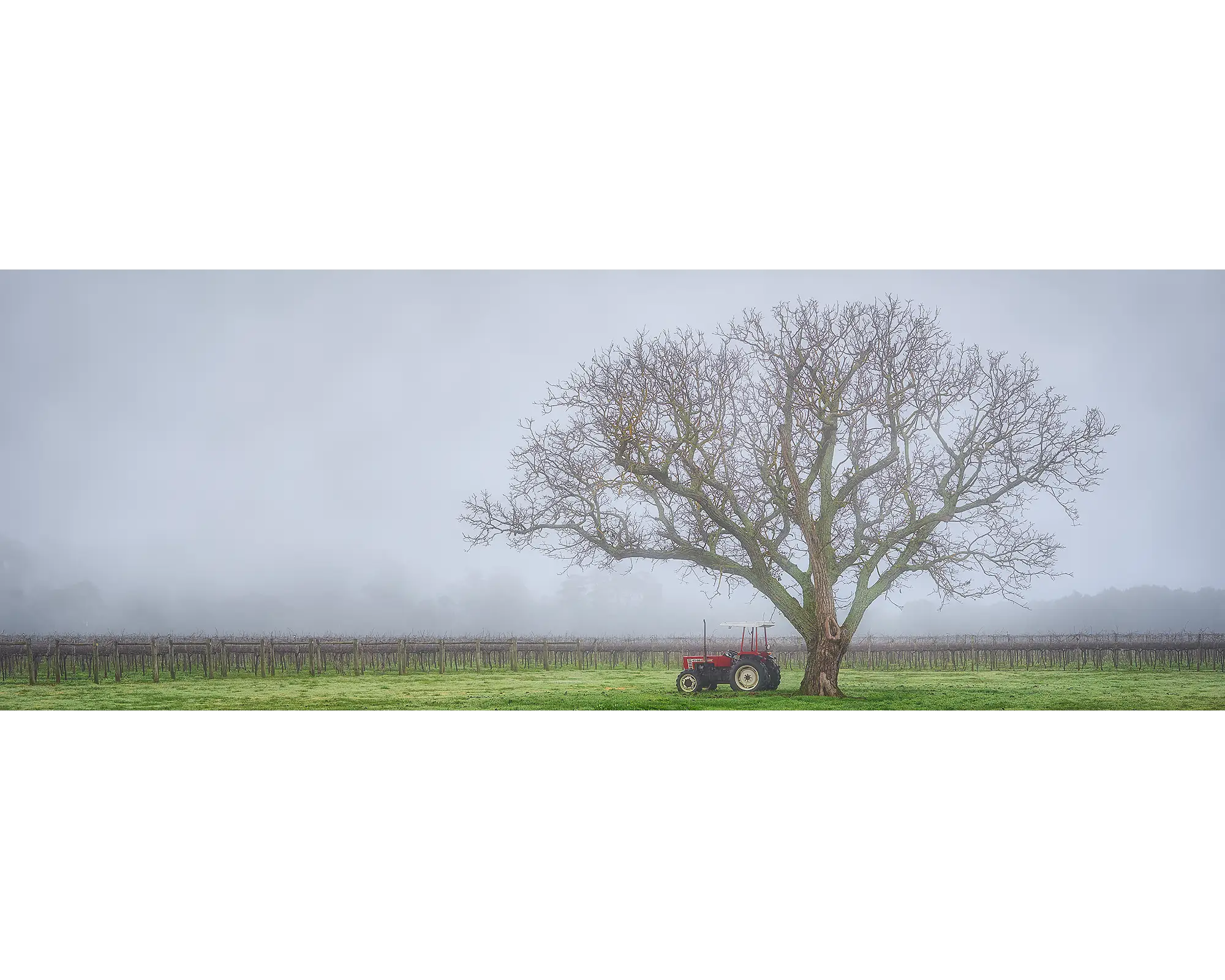 Tractor next to tree amongst vineyard near Bright, Victoria.