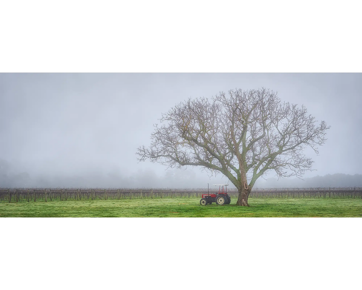 Amongst The Vines - Vineyard with tractor and fog, Bright and Surrounds, Victoria, Australia.