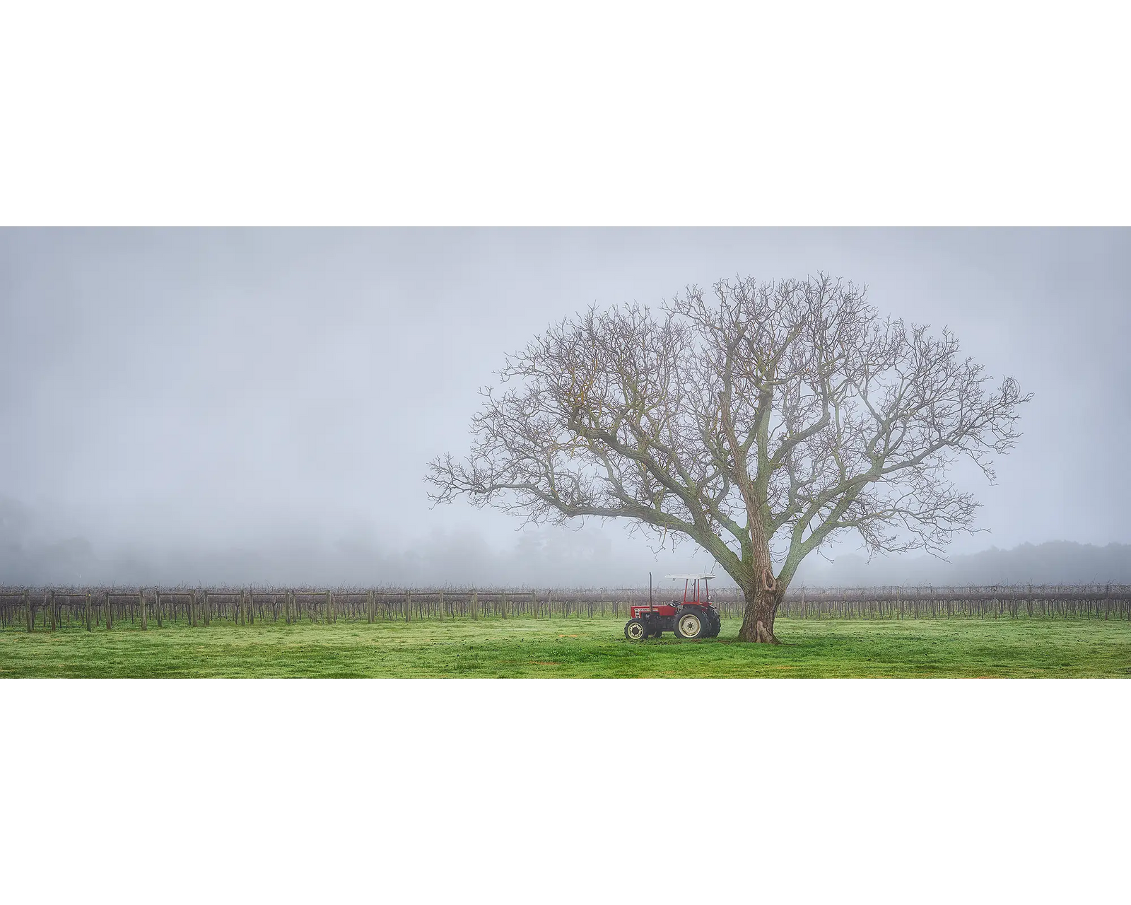 Amongst the Vines. Vineyard with tractor and fog, Bright and surrounds, Victoria, Australia.