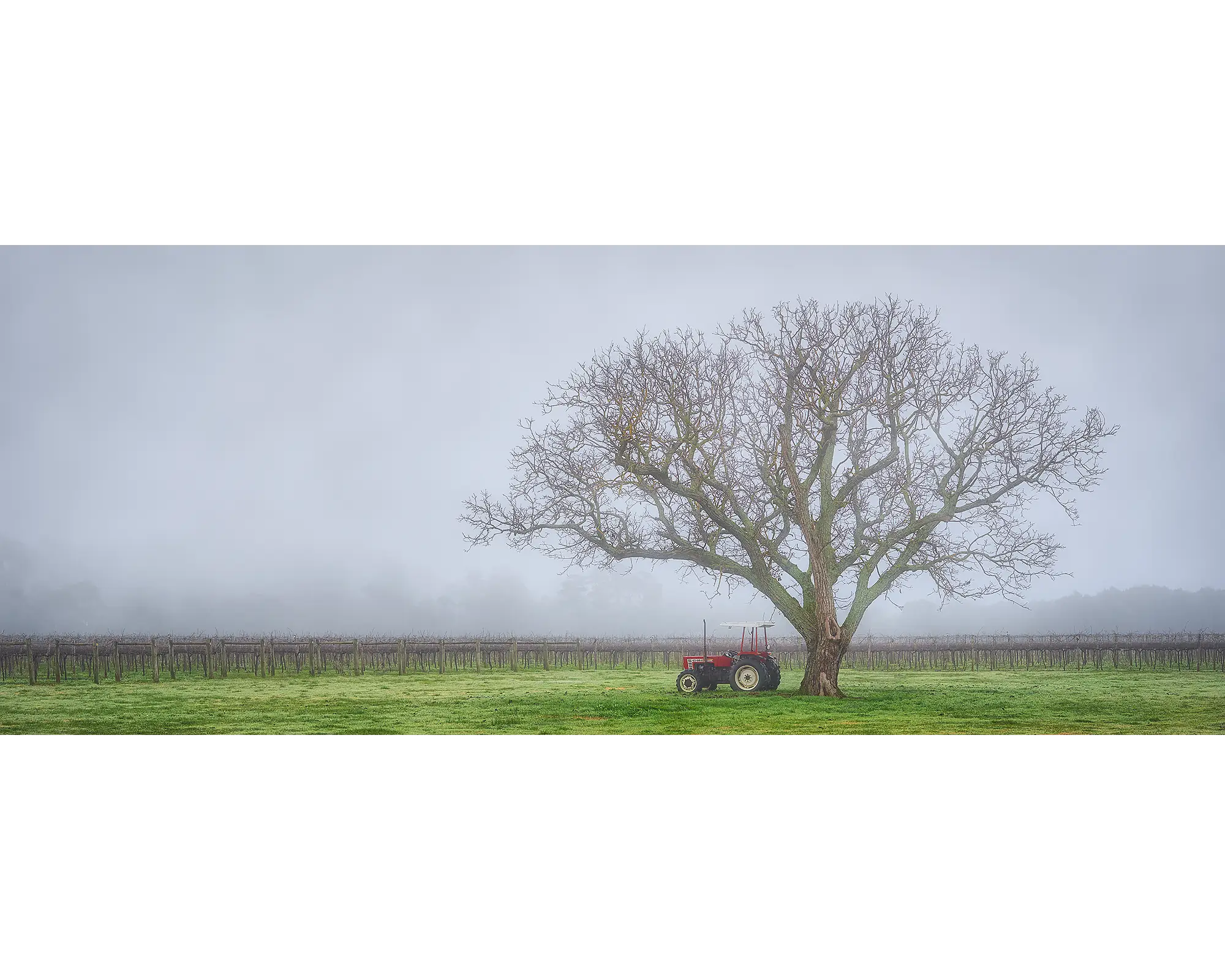 Amongst The Vines - Vineyard with tractor and fog, Bright and Surrounds, Victoria, Australia.