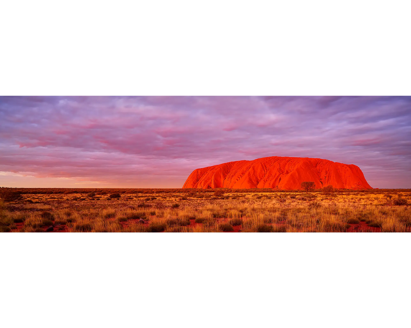 Australian Icon. Uluru sunset, Northern Territory, Australia.