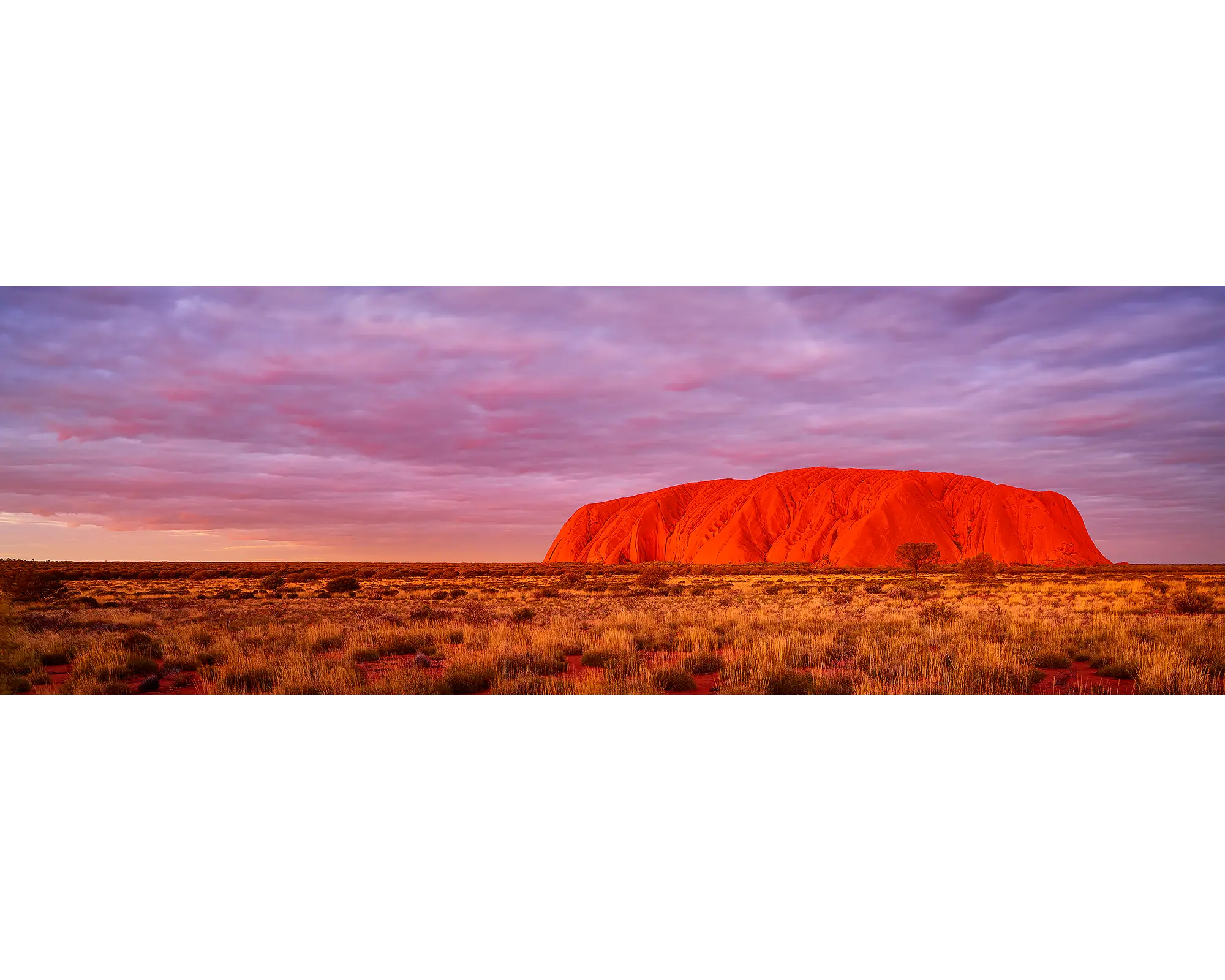 Australian Icon - Uluru sunset, NOrthern Territory, Australia.