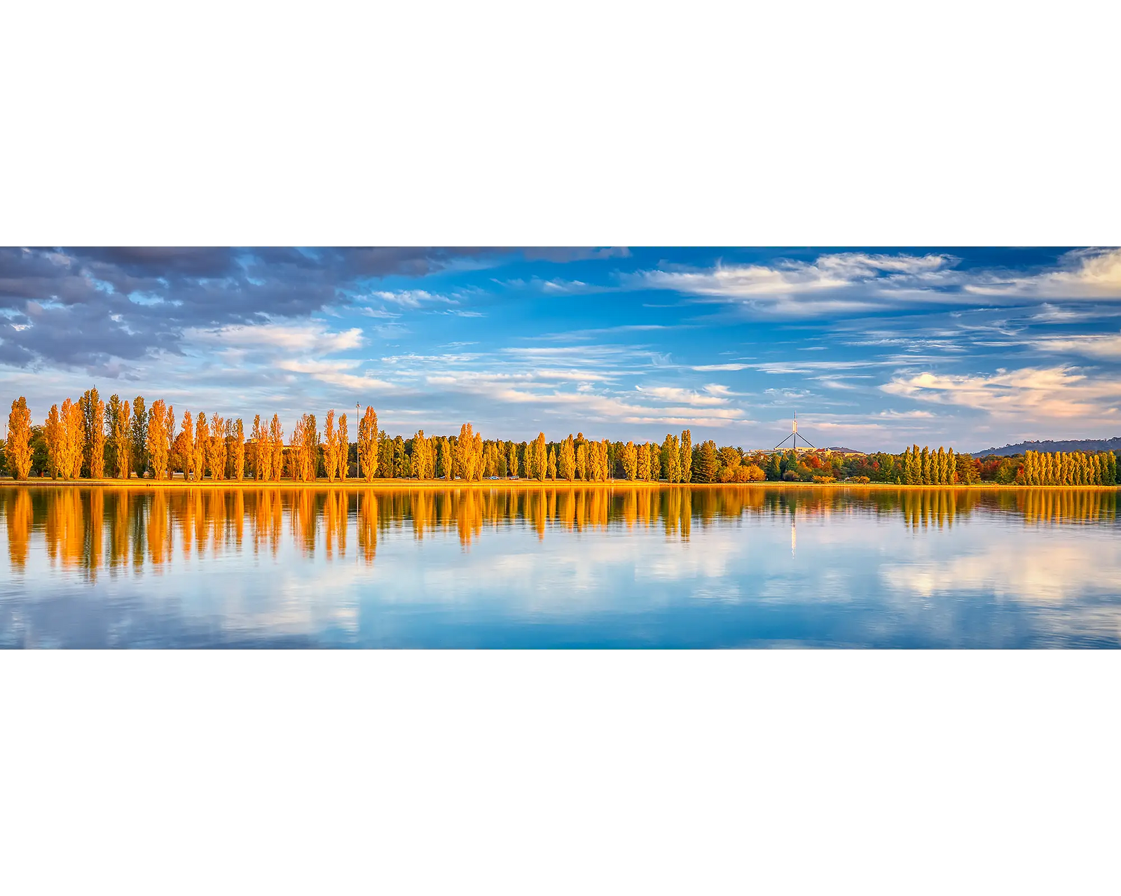 Golden Poplar trees beside Lake Burley Griffin at sunset. 
