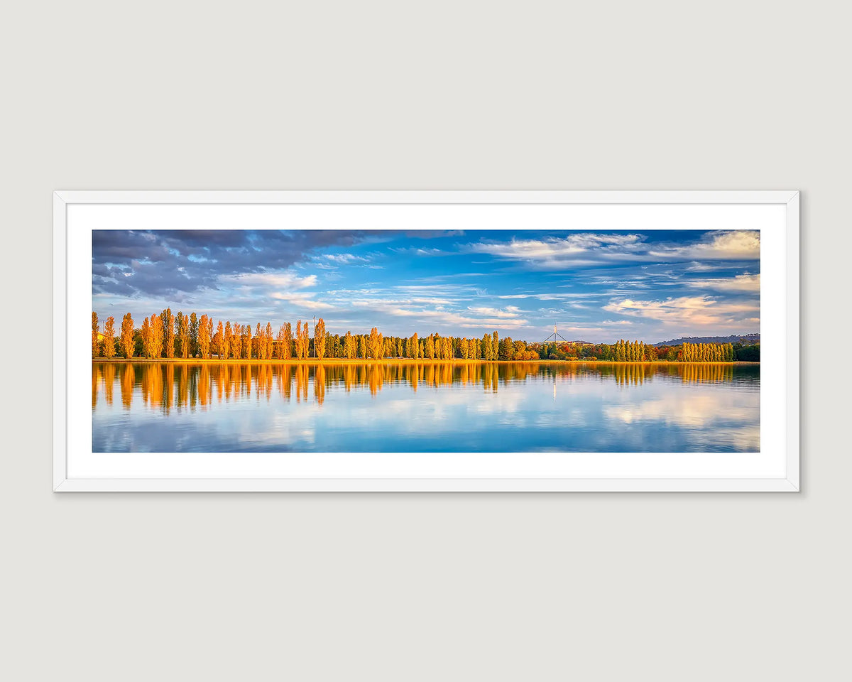 Framed photographic print of Poplar trees turning gold in Autumn, beside Lake Burley Griffin in Canberra with Parliament House in the background. 