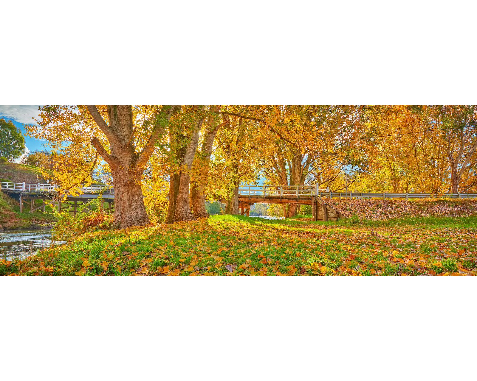 Autumn trees and a bridge along the Murray River, NSW. 