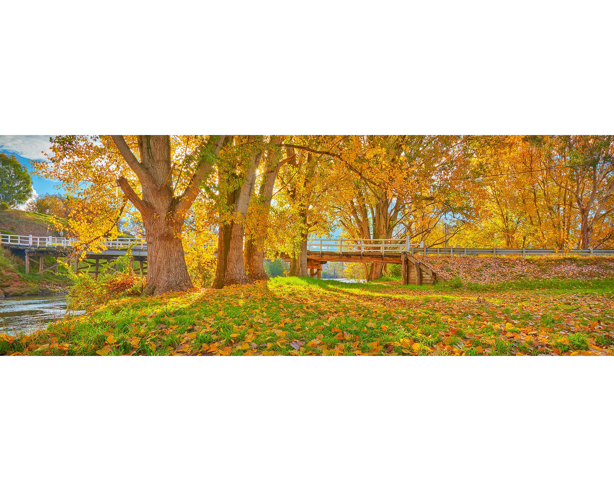 Autumn trees and a bridge along the Murray River, NSW. 